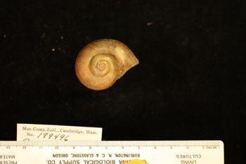 Media type: image; Malacology 199496